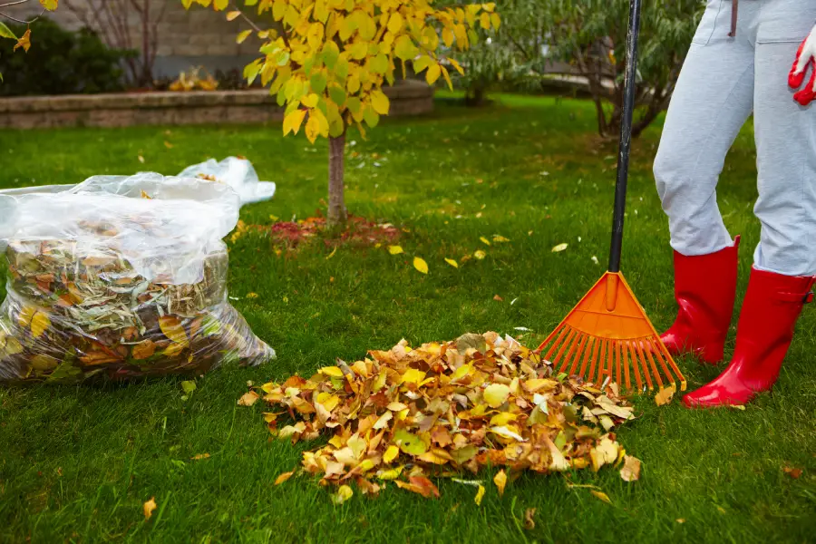 Experienced Yard Cleaning Services Channelview, TX