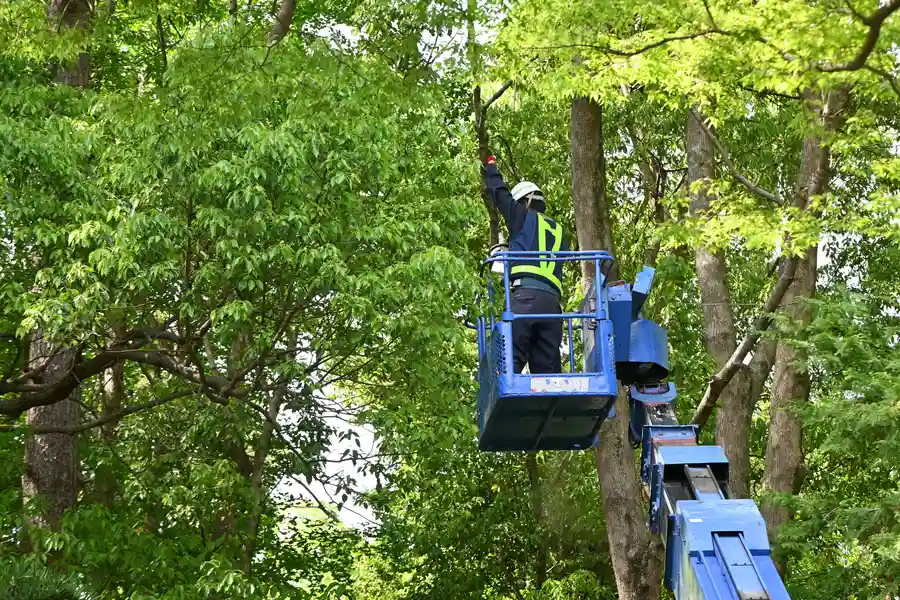 Expert Tree Service Channelview, TX