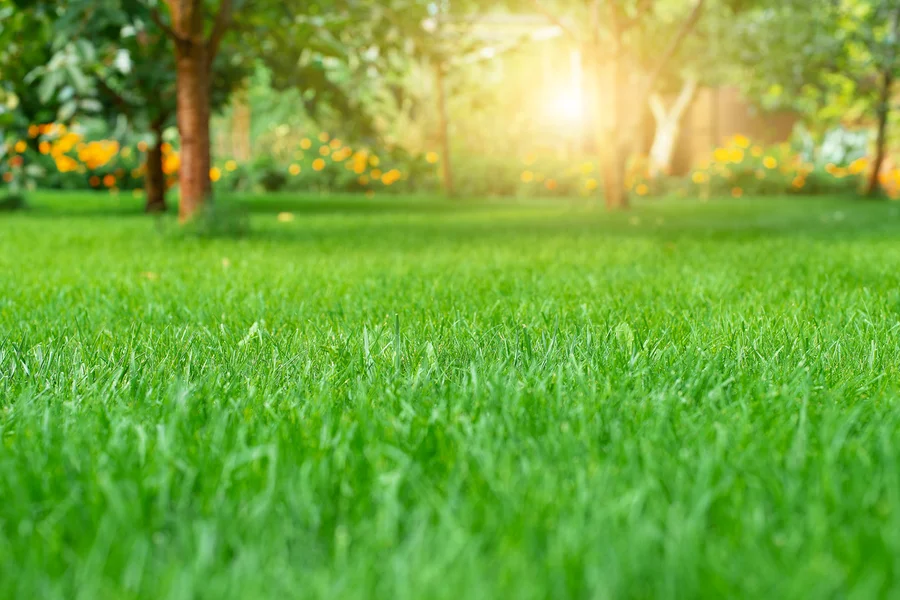 How Lawn Care Services Keep Your Yard Healthy Year-round Channelview, TX