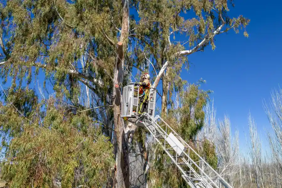 The Role Of Tree Service In Managing Overgrown Branches Channelview, TX