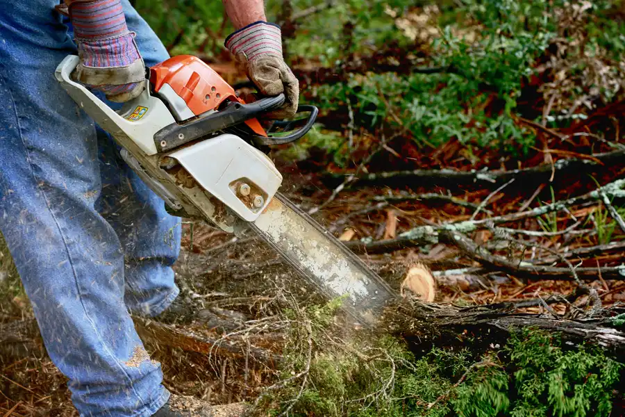 The Role Of Tree Service In Managing Overgrown Branches in Channelview, TX