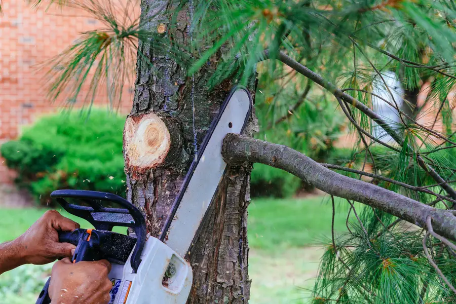 Understanding The Benefits Of Regular Tree Assessments Channelview, TX