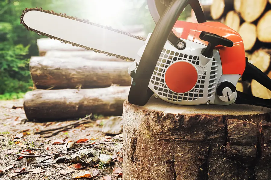 Understanding The Benefits Of Regular Tree Assessments in Channelview, TX