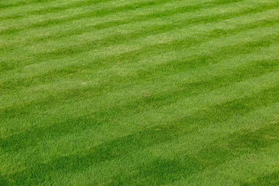 Why Regular Lawn Care Is Essential For A Lush Green Lawn Channelview, TX