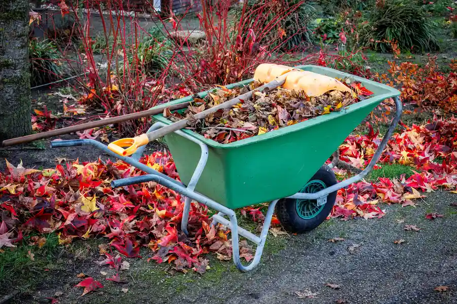 Why Yard Cleaning Services Save You Time And Effort Channelview, TX